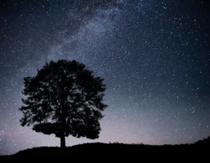 Landscape With Night Starry Sky Silhouette Tree Hill Milky Way With Lonely Tree Falling Stars Landscape With Night Starry Sky Silhouette Tree Hill Milky Way With Lonely Tree Falling Stars